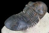 Paralejurus Trilobite Fossil - Foum Zguid, Morocco #74709-4